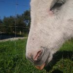 Camillo